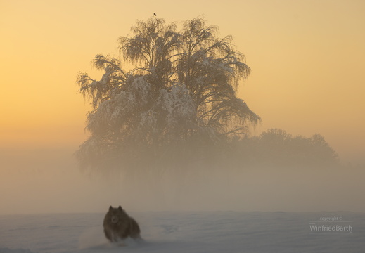 Sonnenaufgang bei klirrender Kaelte -mit Wolfsspitz